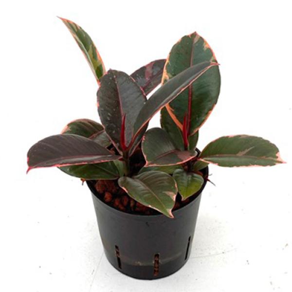 Ficus elastica Ruby